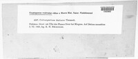 Coleosporium datiscae image